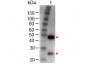 Anti-GOAT IgG (H&L)  (Peroxidase Conjugated) Secondary Antibody